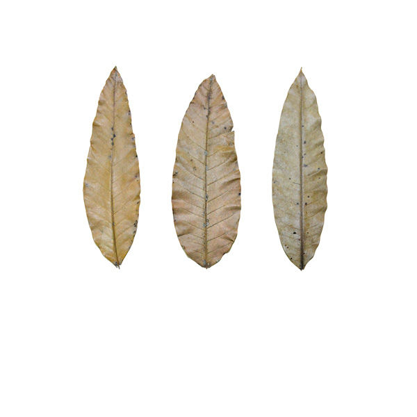 Miniature : Feuilles de manguier séchées – 100% naturelles