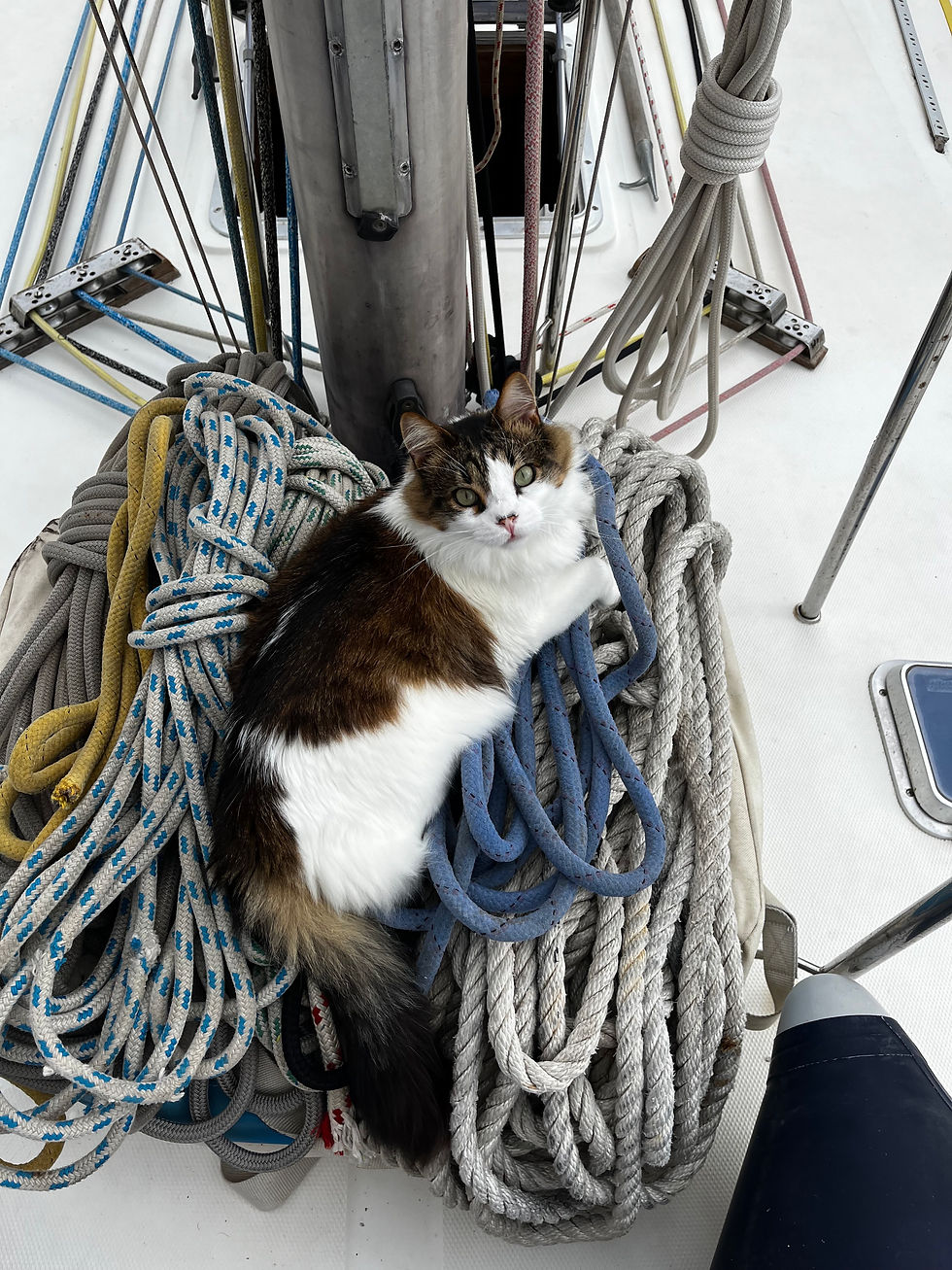 LOG n.7 - No other option