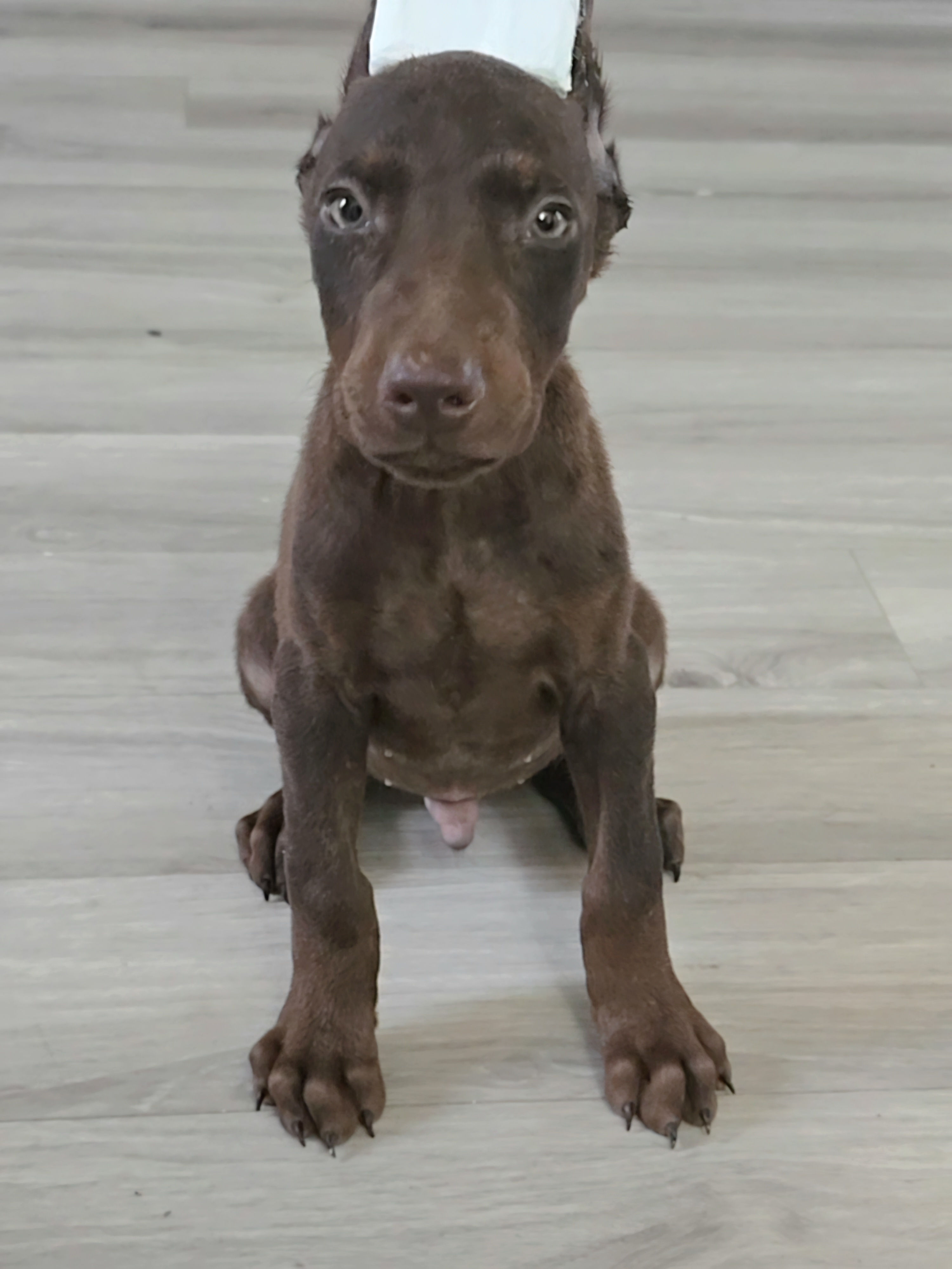 Fudge