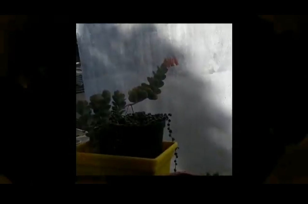 Minuto Quarentena: Winicius Silva