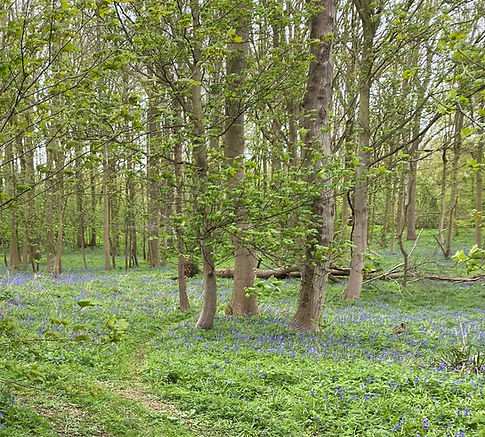Woodland at Elmdon Lee_edited_edited.jpg
