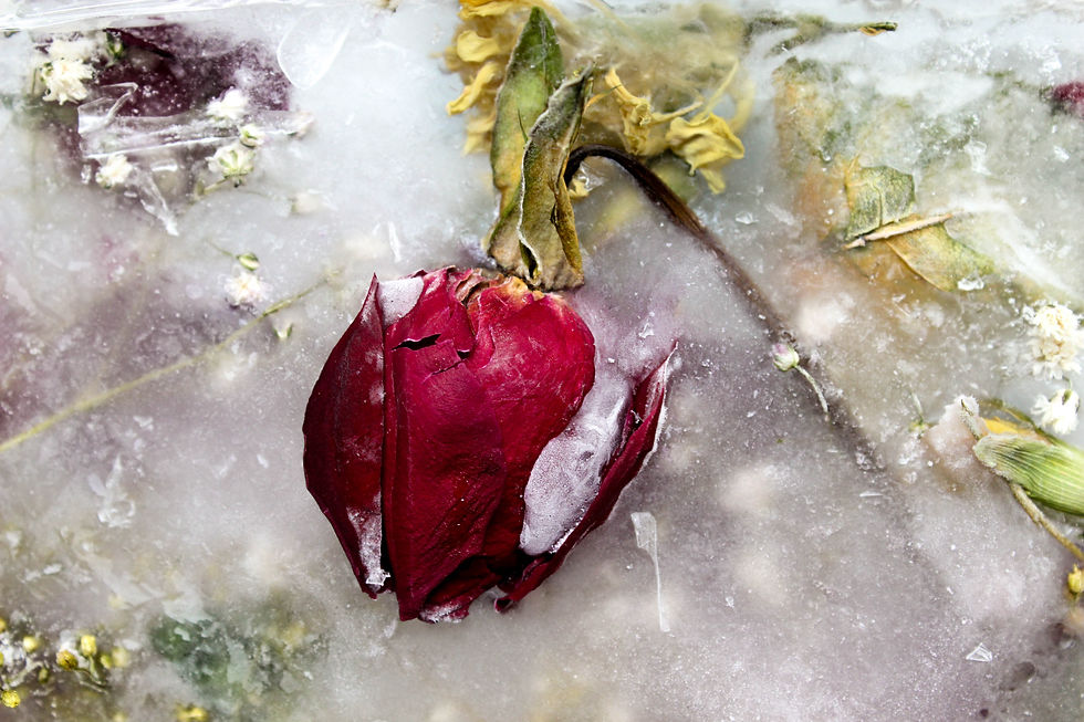 Frozen Rose