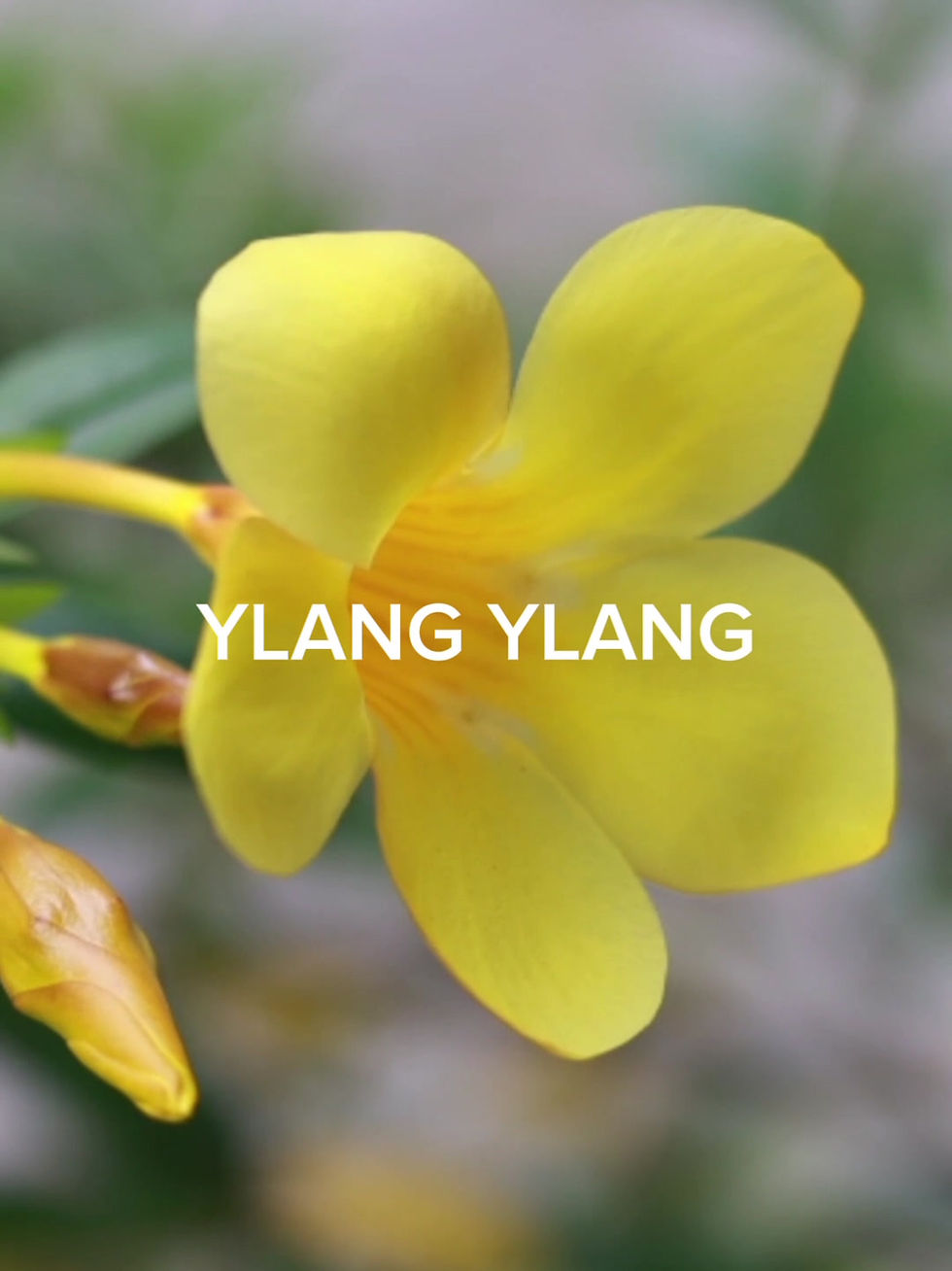 Thumbnail: LUCE Eau de Parfum 100ml -Olfactory Supplement