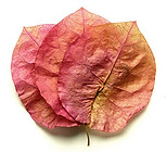 pressed_bougainvillea.jpg
