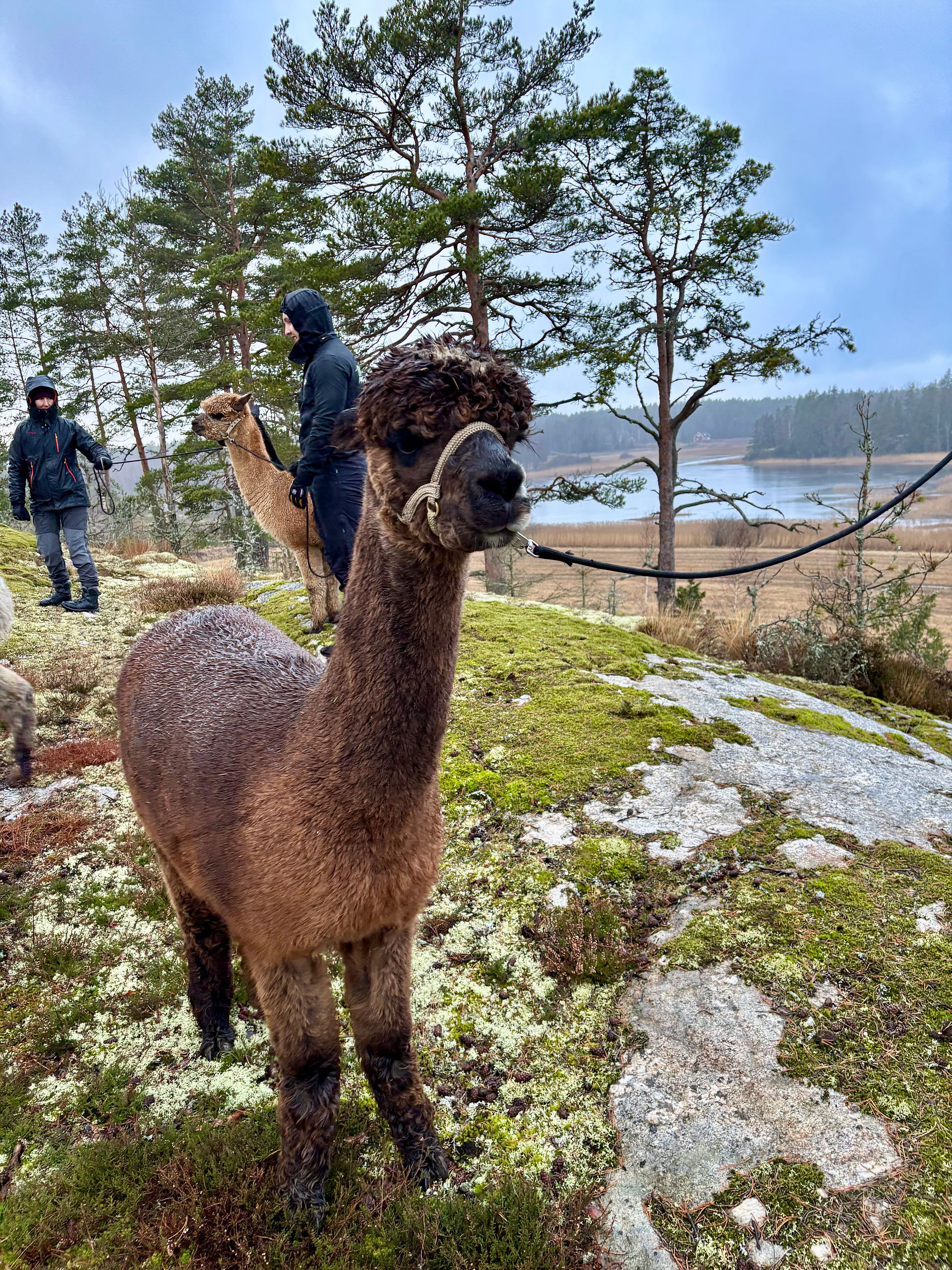klapping av lamaer
