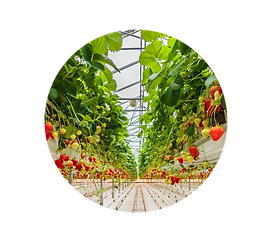Greenhouse vegetable and fruit production in high-tech horticulture