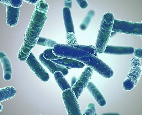 Microscopische bacteriƫn die bijdragen aan natuurlijke processen in de vijver