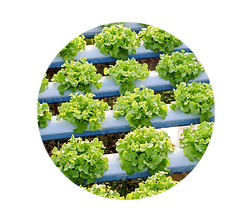 Hydroponic leafy-crop systems in substrate and NFT cultivation