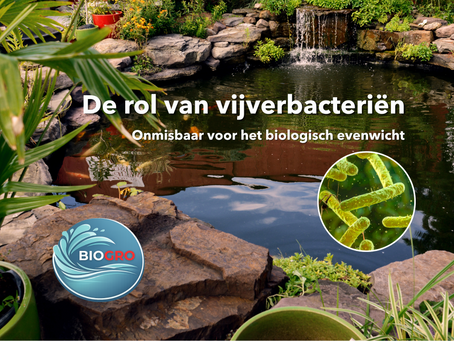 Koikarpers in helder vijverwater met een microscopische weergave van bacteriën en het BIOGRO-logo.