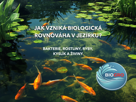 Přírodní jezírko s vodními rostlinami a rybami v biologické rovnováze