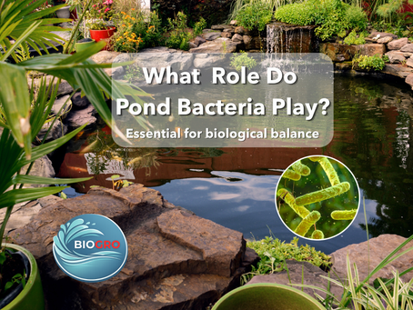 Pond with clear water, aquatic plants and fish illustrating the role of pond bacteria in biological balance.