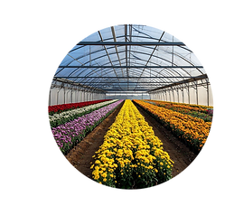 Ornamental greenhouse crops in professional floriculture