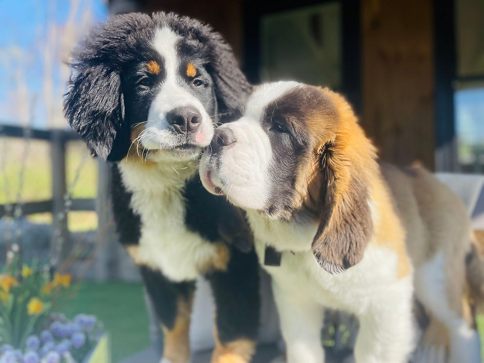 the babies