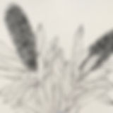 IMG_7538.jpeg