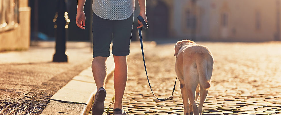 dog walk.jpeg