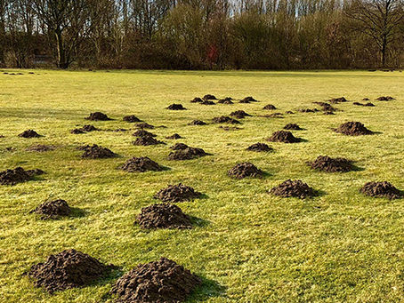 Spring & Moles in the PNW