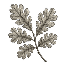 Feuille chêne_edited_edited_edited.png