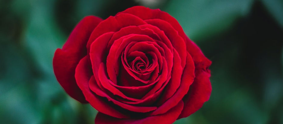 STOP AND SMELL THE ROSES