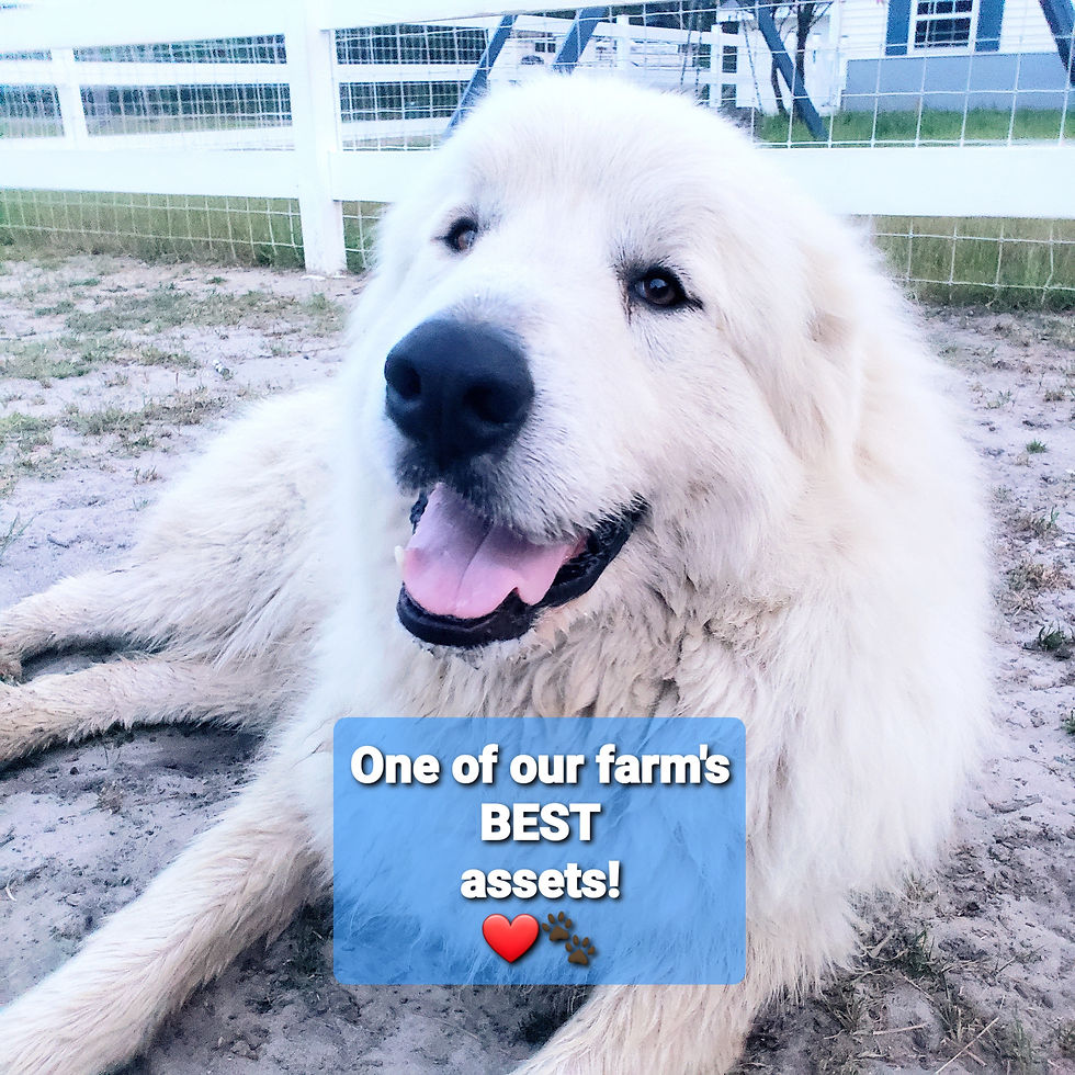 A Great Pyrenees dog