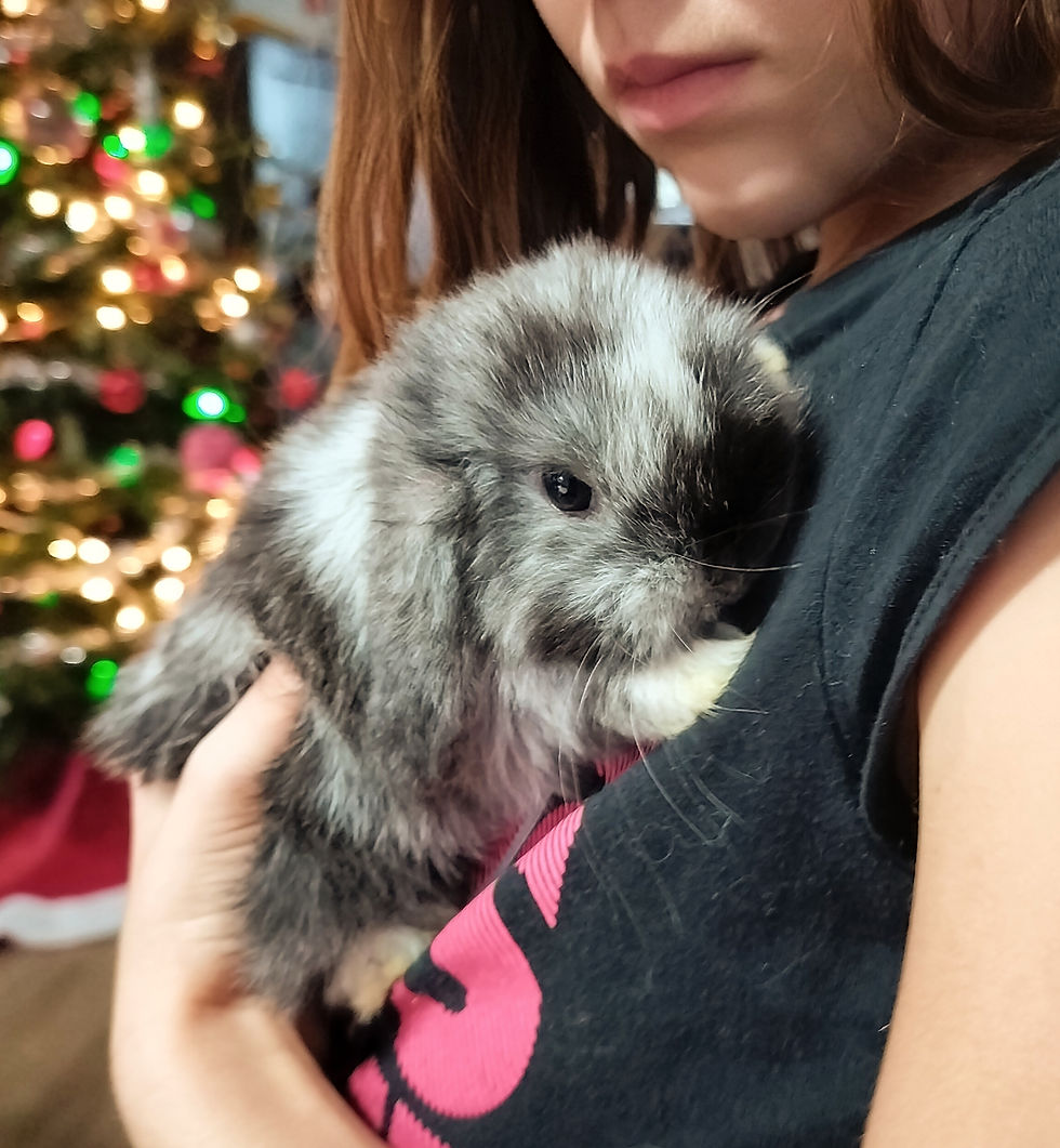 a girl holding a Holland Lop bunny