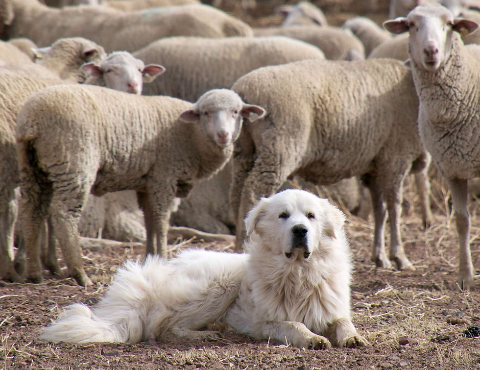 a Great Pyrenees livestock dog protecting his sheep