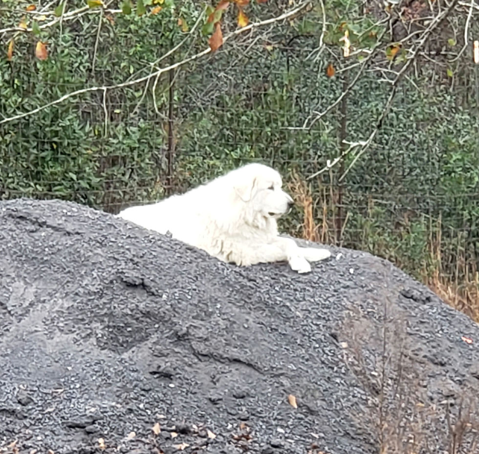 a Great Pyrenees dog on a rock pile
