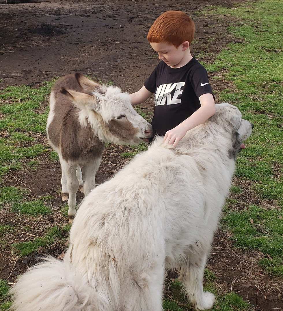 a boy petting a mini donkey and a livestock dog
