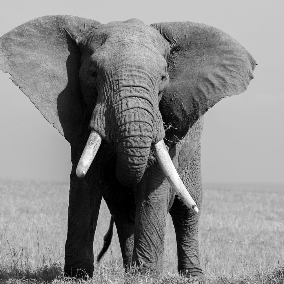 “Tusker”, Kenya, 2022