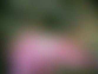 Bungur siam (Lagerstroemia floribunda jack)