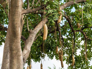 Sosis Afrika (Kigelia aethiofika (Lam.) Benth.)