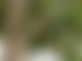 Sosis Afrika (Kigelia aethiofika (Lam.) Benth.)