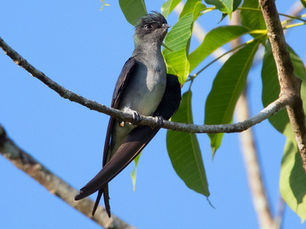 Tepekong jambul (Hemiprocne longipennis)