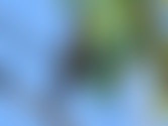 Tepekong jambul (Hemiprocne longipennis)