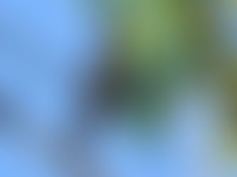 Tepekong jambul (Hemiprocne longipennis)