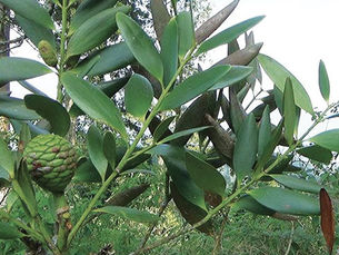  Kidamar (Agathis Dammara)