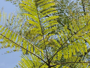 Pakis Brasil, ki Oray (Schizolobium parahyba (Vell.) SFBlake)