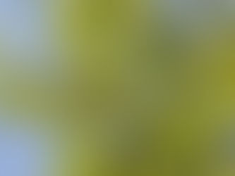 Pakis Brasil, ki Oray (Schizolobium parahyba (Vell.) SFBlake)