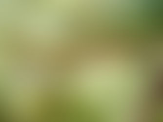 Libellago lineata/Capung batu kuning