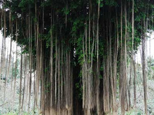 Caringin, Beringin, Waringin (Ficus benzamina)
