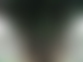 Caringin, Beringin, Waringin (Ficus benzamina)