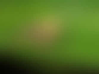 Cosmophasis umbratica