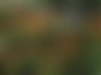 Tulip Afrika, Kiacret, Kayu ambon (Spathodea campanulta)