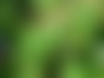 Mahoni Afrika, Mahoni Uganda (Khaya anthotheca (Welw.) C.DC.)