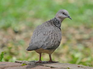 Tekukur biasa (Spilopelia chinensis)