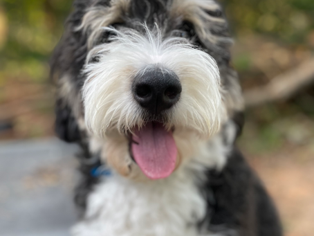 WHAT A WILD MARKET (CORRECTING CURRENT MEDIA)