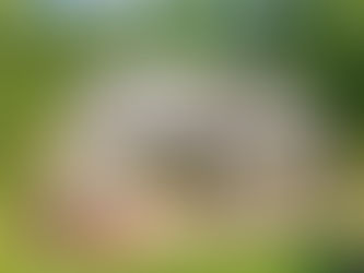 Discover Your Dream Home at 7108 Carries Reach Way: A Perfect Blend of Comfort and Style in a North Raleigh Home.