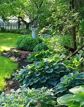 bda266709e51b569238b0b7bbe4e4eb0--backyard-shade-shade-garden-plants.webp