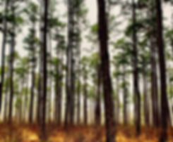 Pine_Trees.jpeg