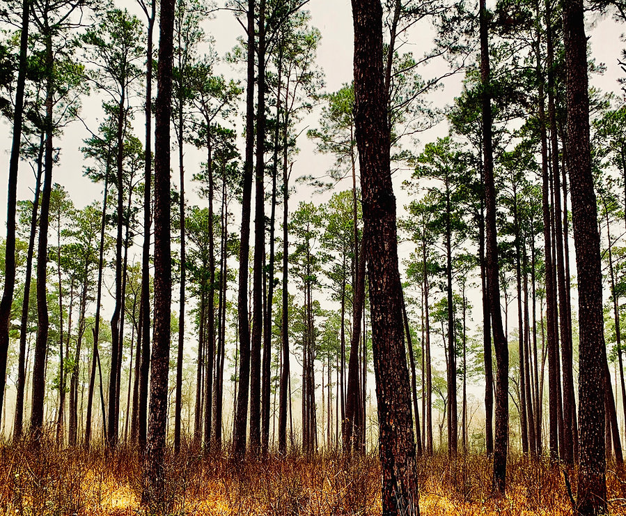 Pine_Trees.jpeg