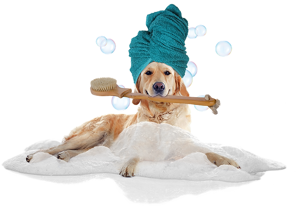 dog grooming